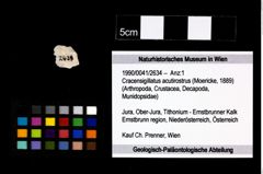 Foto (Objekt + Etikett) von Cracensigillatus acutirostrus (Moericke, 1889)  (NHMW-GEO-1990-0041-2634)